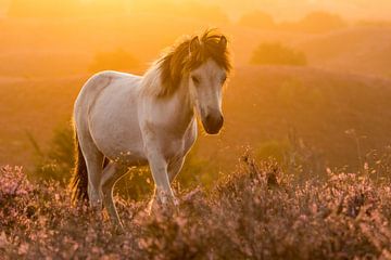 Islandpony bei Sonnenaufgang auf der Posbank von Stijn Smits