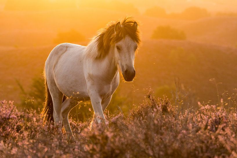 Icelandic Pony at sunrise on the Posbank by Stijn Smits
