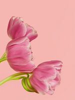 Pink tulips trio