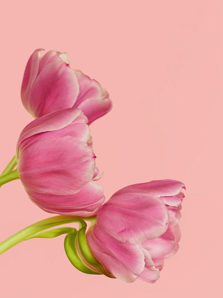 Roze tulpen trio van Michelle Coppiens