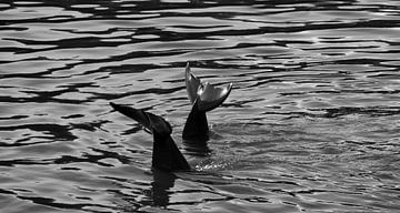 Dolfijnen | Zwart-wit mariene natuurfotografie van Carolina Reina