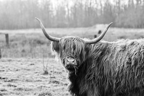 Les Highlanders écossais