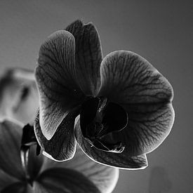 Orchidee van Rosa Fotoart