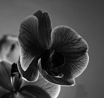 Orchidée sur Rosa Fotoart