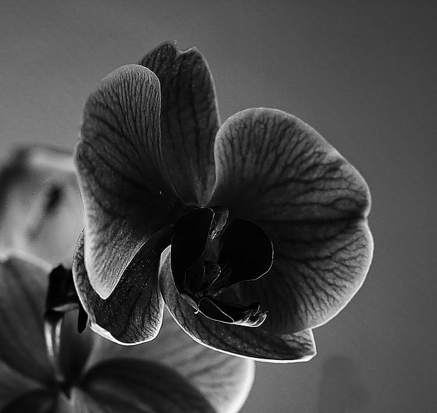 Orchidee von Rosa Fotoart