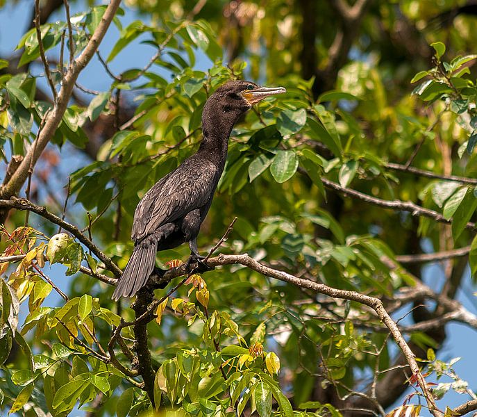 Aalscholver by Maarten Verhees