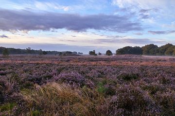 Promenade matinale sur les landes violettes magiques