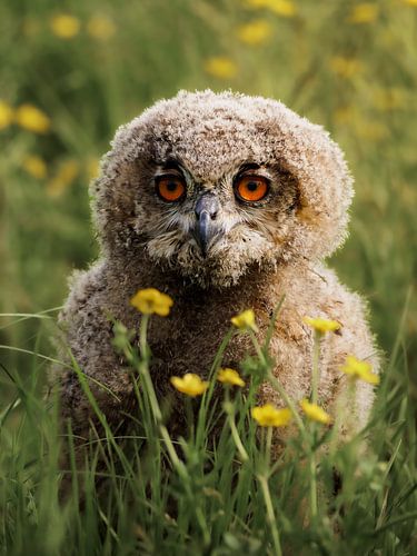 Oehoe uilskuiken in het gras