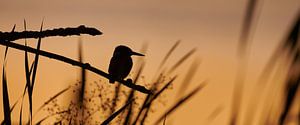 Eisvogel - Letztes Licht