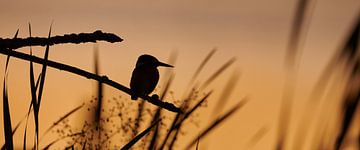 Kingfisher - Last light by Kingfisher.photo - Corné van Oosterhout