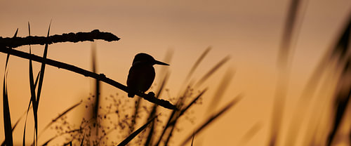 IJsvogel - Laatste licht