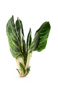 Chard or mangold standing isolated on a white background, raw organic vegetable plant fresh from the by Maren Winter