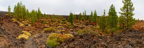 Paysage de lave à Ténériffe