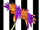 schwarz-weiß oder Blume in Farbe von Klaartje Majoor Miniaturansicht