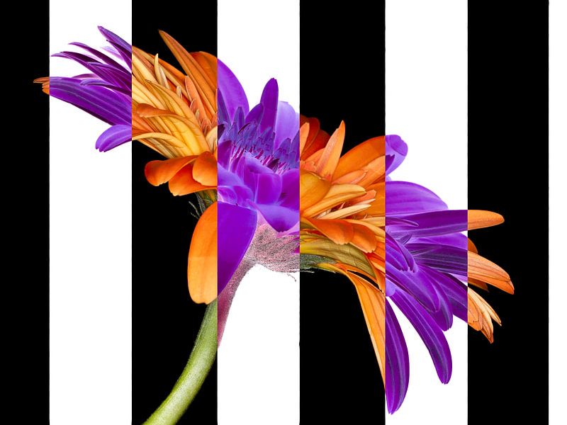 noir et blanc ou fleur en couleur sur Klaartje Majoor
