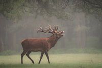 Roaring red deer in deer rut