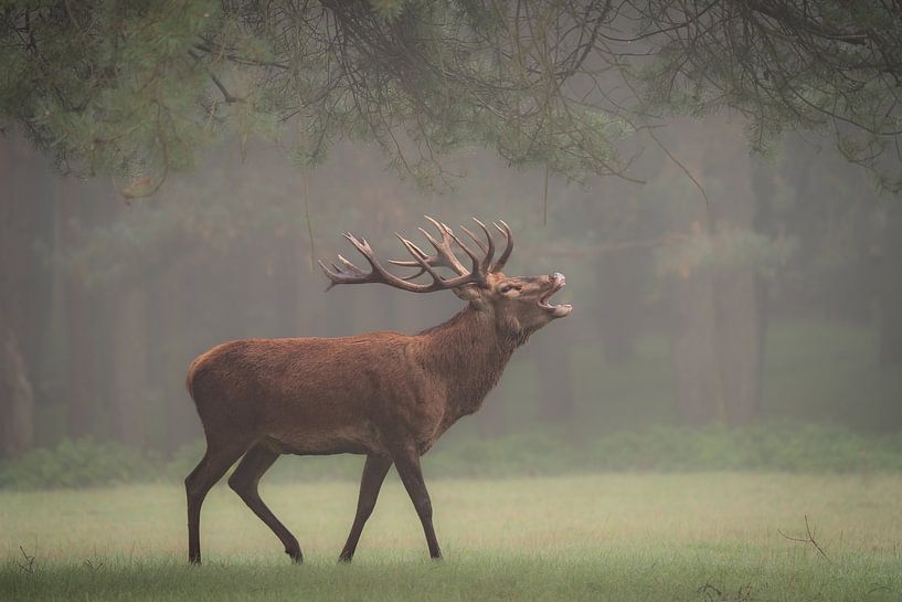 Roaring red deer in deer rut by Paul Schuurman