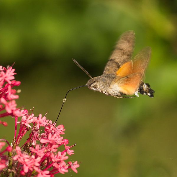 Le colibri, un papillon par Mario de Lijser
