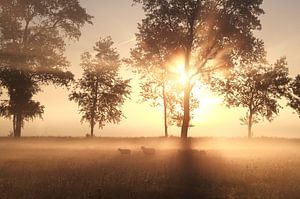 Misty magic