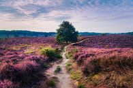 Volg het pad  door de roze wildernis van Loris Photography thumbnail