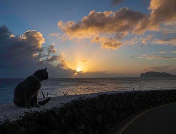 Les chats aussi vont au paradis