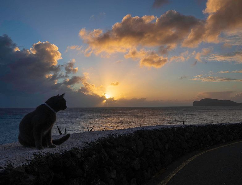 Also cats go to heaven by Gideon Gerard