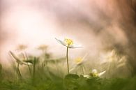 Witte bosanemonen by Janka Kucerova thumbnail