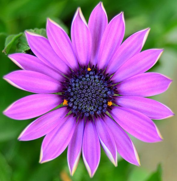 Spaanse Margriet by Marije Lintveld