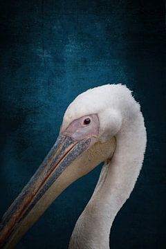 Majestueuze Pelikaan Tegen Hemels blauw van Femke Ketelaar
