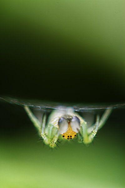Spider by Malte Pott