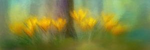 Krokusse in einem Lichtschleier – Panorama einer Waldlandschaft