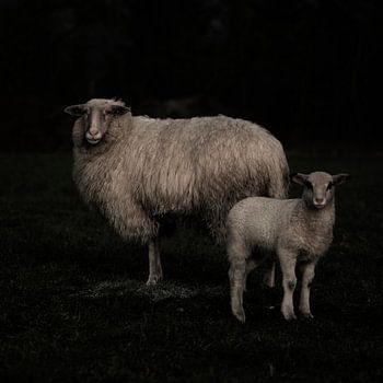Bentheimer landschaap met lam