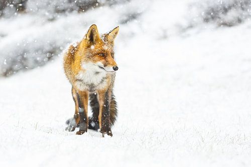 vos in de sneeuw