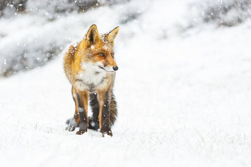 vos in de sneeuw van Pim Leijen