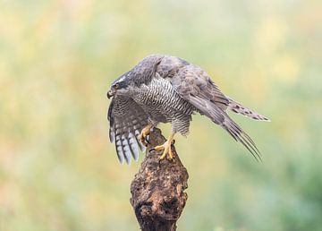 Protective Northern Goshawk!