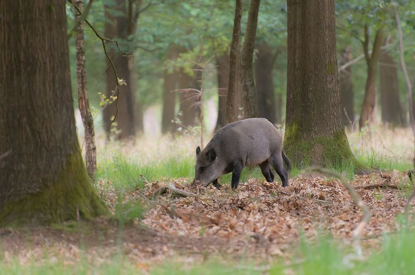 mama wild boar by Tania Perneel