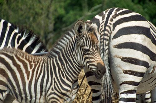 zebra met jong een en al streep