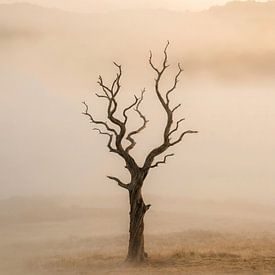 Gelaagde gezichten in warm licht van But First Framing