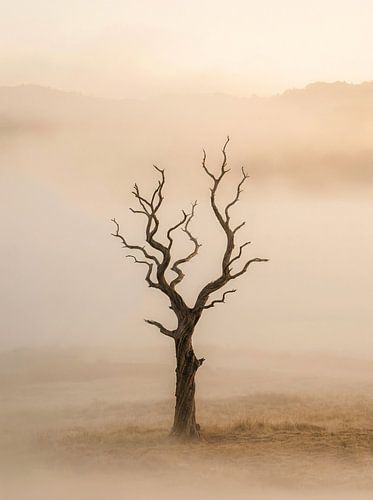 Des visages aux contours nuancés, baignés d'une lumière chaleureuse