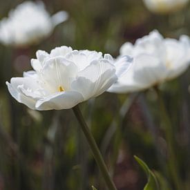 Weiße Tulpen im Beet im Frühling von Marc Heiligenstein