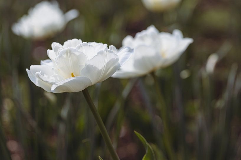 White tulips in the bed in spring by Marc Heiligenstein