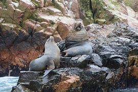 Zeeleeuwen op de rots van Alex Van de Ven