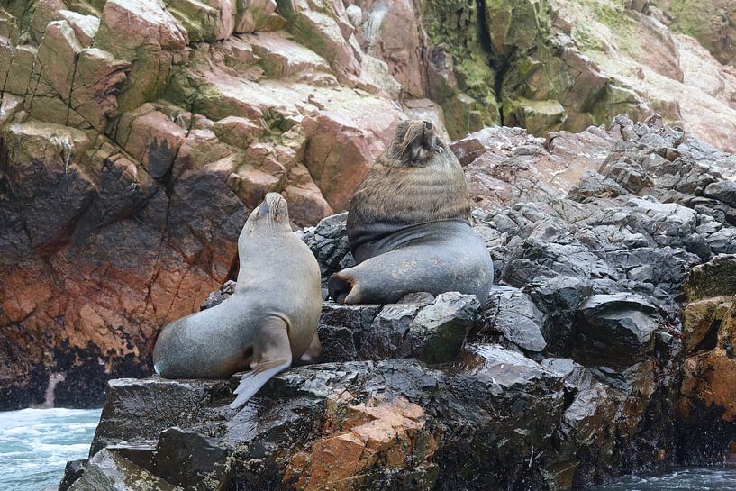 Sea lions on the rock by Alex Van de Ven