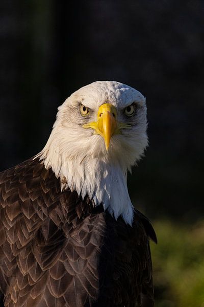 American bald eagle or Bald Eagle (Haliaeetus leucocephalus) by Gert Hilbink