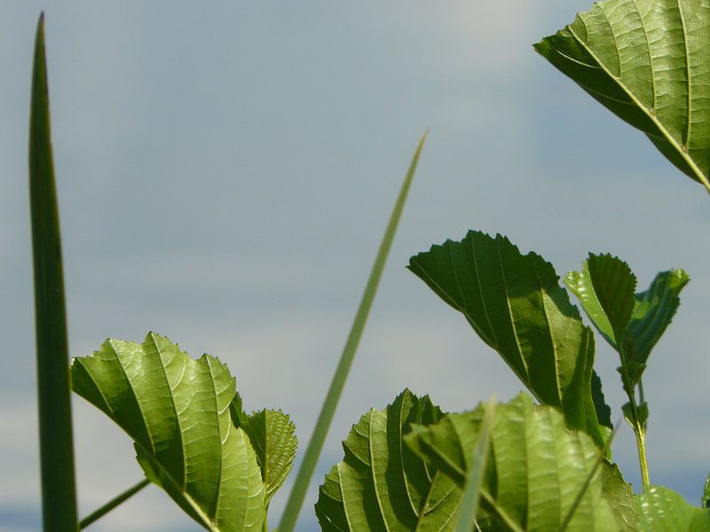 Zomer par Natascha Tunderman