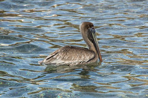 Pelikaan in het wild op Curacao.