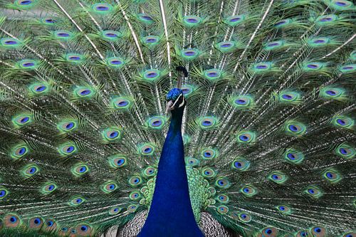 Peacock with beautifully coloured plumage