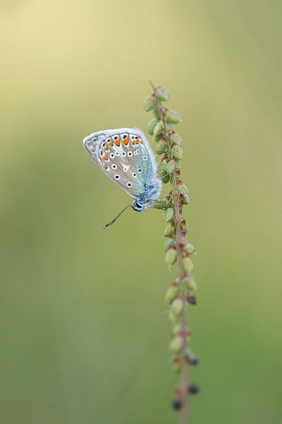 Icare bleu par Mireille Breen