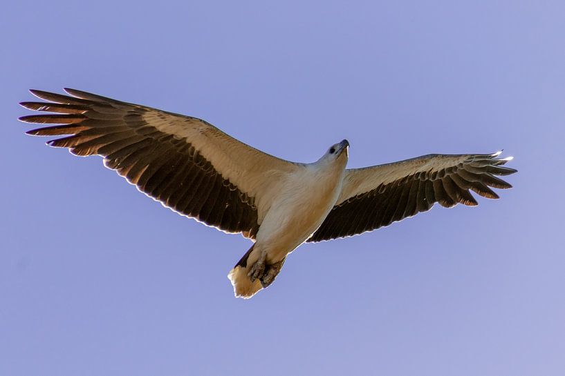 Fliegender Fischadler von Photo Henk van Dijk