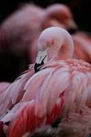 Style flamant rose